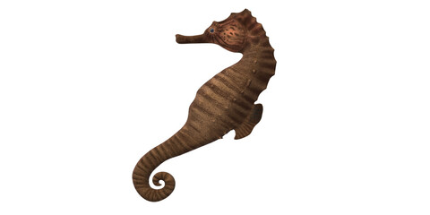 Fototapeta premium Sea horse isolated on a Transparent Background