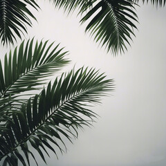 palm leaves on a white background