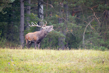 Red deer stag calling during the rut in autumn.