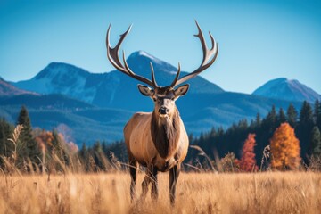 Majestic stag in autumnal landscape