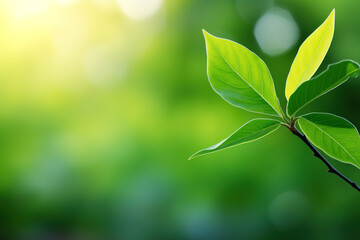 Fototapeta na wymiar Close-up of a green leaf, blurred background