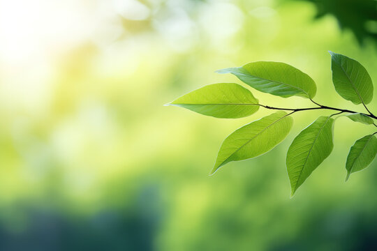 Close-up of a green leaf, blurred background