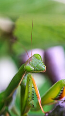 Mantis religiosa verde sobre una rama en los árboles vista macro