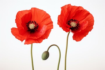 Two red poppy flowers on a white background. Generative AI
