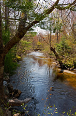 Trout stream in Maine in the late spring.