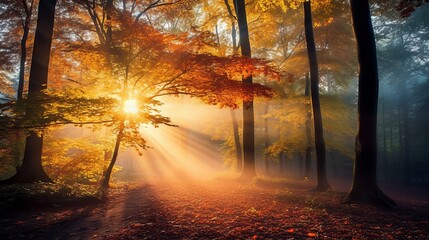 Fall woodland surroundings. Lively dawn in a multicolored forest with sunlight filtering through tree branches. Natural landscape illuminated by the morning sun