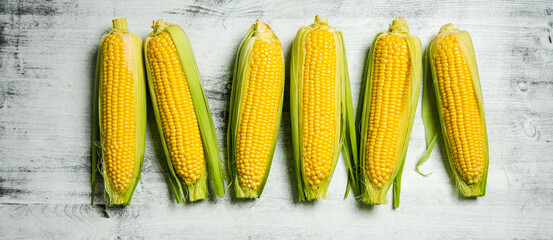 Fresh corn on light table.