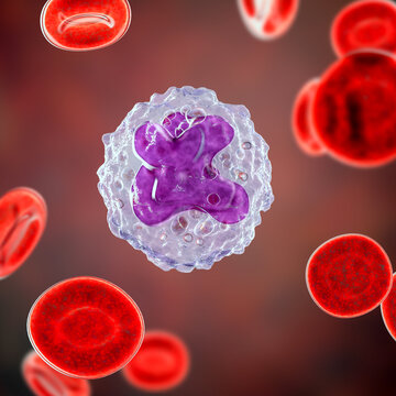 A 3D illustration revealing the intricate inner structure of a monocyte cell