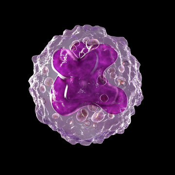 A 3D illustration revealing the intricate inner structure of a monocyte cell