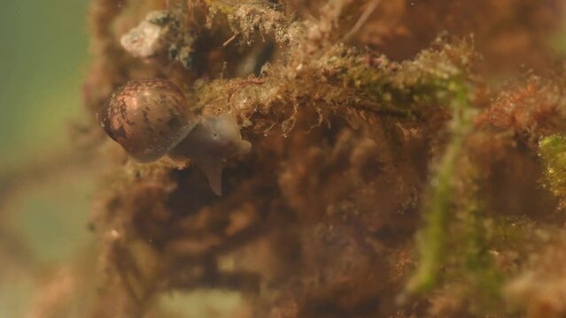 acquatic snail 
