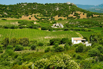 Fototapeta na wymiar Tipico panorama dell'entroterra sardo. Sardegna, Italia