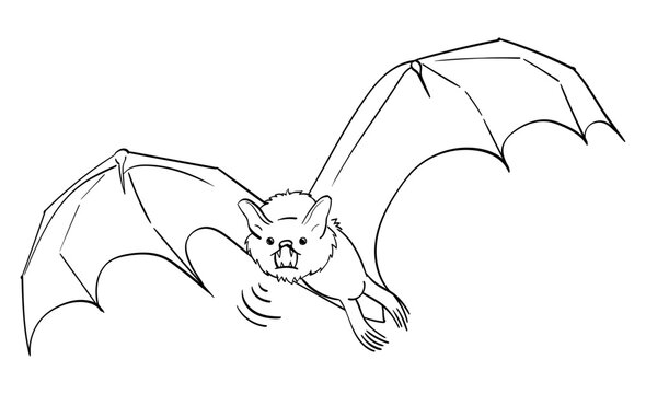 bat flying in the air line art