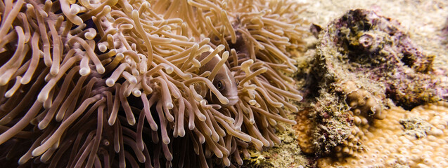 Peixe palhaço na anêmona