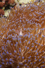 Peixe palha&ccedil;o na an&ecirc;mona