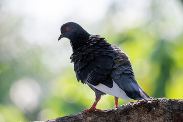 The pied imperial pigeon, Ducula bicolor is a relatively large, pied species of pigeon