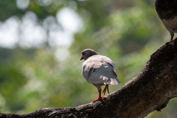 The pied imperial pigeon, Ducula bicolor is a relatively large, pied species of pigeon
