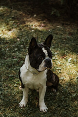 Beautiful purebred Boston Terrier posing in a garden. Boston Terrier waiting for treats. Portrait of cute awaiting black and white young male boston terrier dog