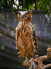 The buffy fish owl, also known as the Malay fish owl, is a species of owl in the family Strigidae. The four fish owls were previously generally separated in the genus Ketupa.
