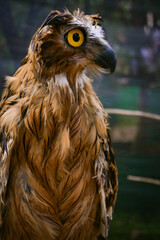The buffy fish owl, also known as the Malay fish owl, is a species of owl in the family Strigidae. The four fish owls were previously generally separated in the genus Ketupa.
