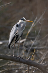 Ardea cinerea-Grey heron-Héron cendré-IUCN=LC-B020_016_004
