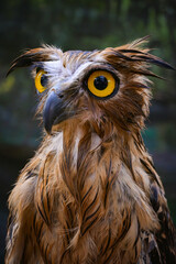 The buffy fish owl, also known as the Malay fish owl, is a species of owl in the family Strigidae. The four fish owls were previously generally separated in the genus Ketupa.

