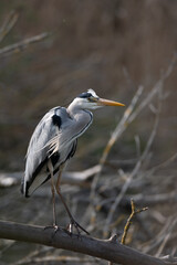 Ardea cinerea-Grey heron-Héron cendré-IUCN=LC-B020_016_004