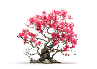 Image of tree with crooked branches and beautiful pink flowers. on white background.