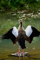 Egyptian goose standing on a stone in a lake in its natural habitat, alopochen aegyptiaca