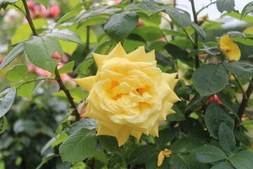 Bilder von verschiedenen Blumen und Rosen