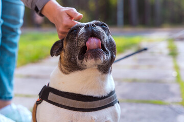 a woman's hand strokes a French bulldog. The owner gently caresses his dog