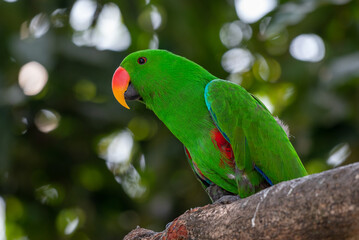 Male Eclectus roratus, The eclectus parrot relaxing in his nest in the conservation forest