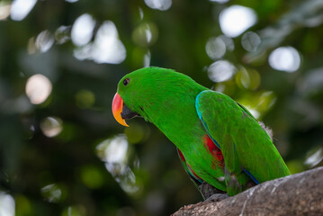 Eclectus roratus, The eclectus parrot,  is a parrot native to the the Moluccas Islands, Indonesia and have extreme sexual dimorphism of the colours of the plumage; the male having a bright green