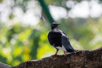 Pigeon perched on branch, The domestic pigeon, Columba livia domestica or Columba livia forma domestica