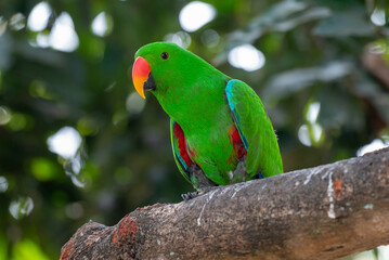 Eclectus roratus, The eclectus parrot,  is a parrot native to the the Moluccas Islands, Indonesia and have extreme sexual dimorphism of the colours of the plumage; the male having a bright green