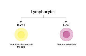 Types of Lymphocytes, adaptive immune system, cytotoxic and Helper t cells, B cell, plasma cell and memory cell. vector illustration.	