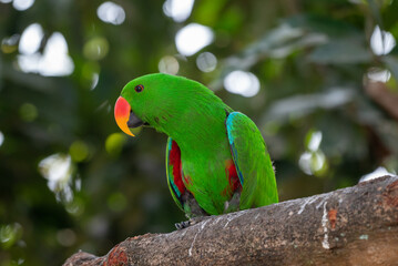 Male Eclectus roratus, The eclectus parrot relaxing in his nest in the conservation forest