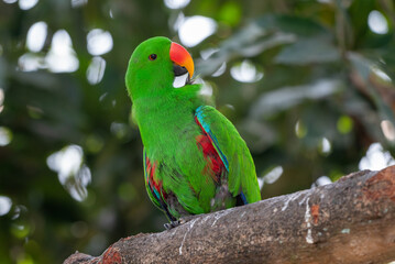 Male Eclectus roratus, The eclectus parrot relaxing in his nest in the conservation forest