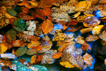 autumn leafs in water