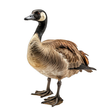 Canada Goose Isolate On White Background