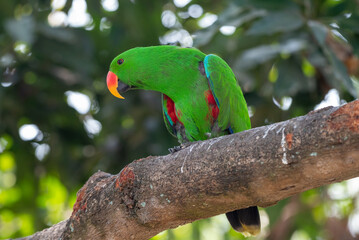 Male Eclectus roratus, The eclectus parrot relaxing in his nest in the conservation forest