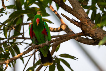 Male Eclectus roratus, The eclectus parrot relaxing in his nest in the conservation forest