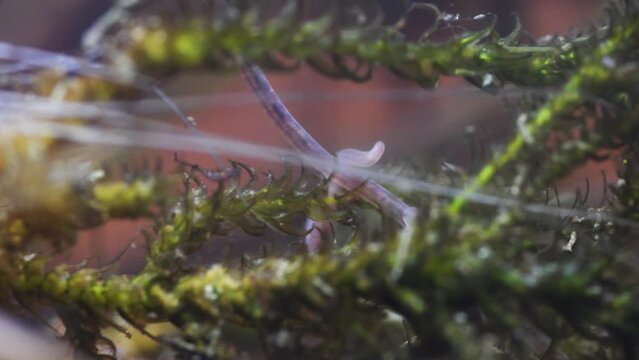 nematodes in a mountain bog , roundworms, water, pond, bog,