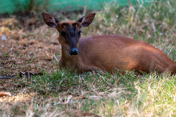 The Indian muntjac, Muntiacus muntjak, also called the southern red muntjac and barking deer, is a deer species native to South and Southeast Asia. 