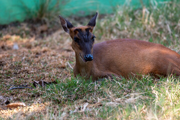 The Indian muntjac, Muntiacus muntjak, also called the southern red muntjac and barking deer, is a deer species native to South and Southeast Asia. 