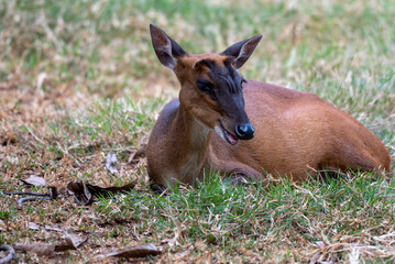 The Indian muntjac, Muntiacus muntjak, also called the southern red muntjac and barking deer, is a deer species native to South and Southeast Asia. 
