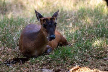 The Indian muntjac, Muntiacus muntjak, also called the southern red muntjac and barking deer, is a deer species native to South and Southeast Asia. 