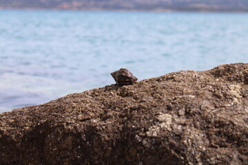 Seeschnecke auf einem Felsen am Strand