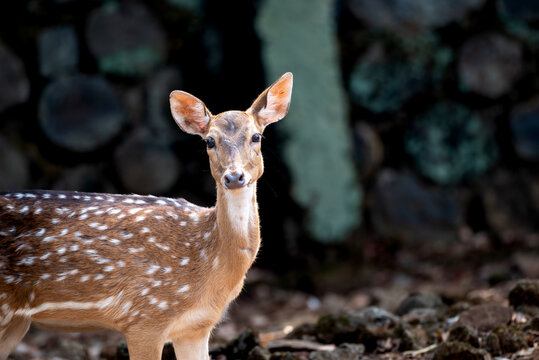 The chital, Axis axis, also known as spotted deer, chital deer, and axis deer, is a species of deer that is native to the Indian subcontinent include Indonesia