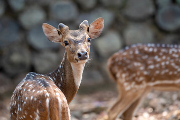 The chital, Axis axis, also known as spotted deer, chital deer, and axis deer, is a species of deer...
