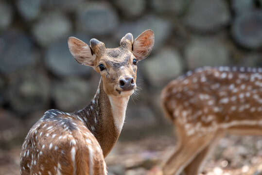 The chital, Axis axis, also known as spotted deer, chital deer, and axis deer, is a species of deer that is native to the Indian subcontinent include Indonesia